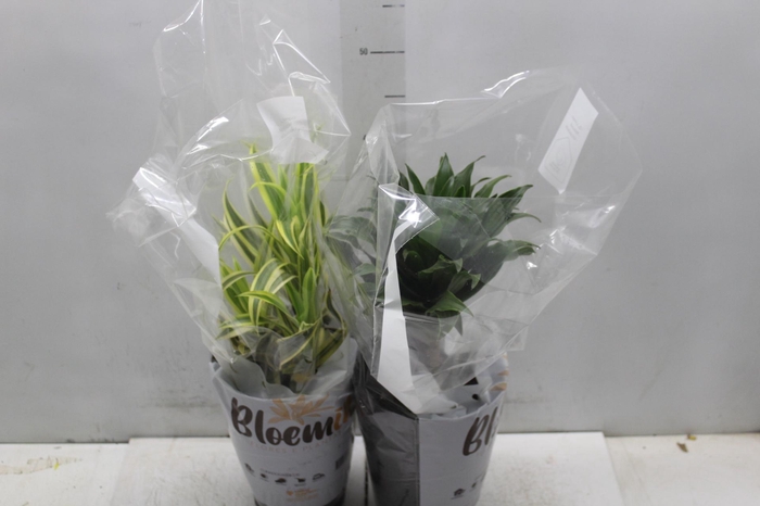 <h4>DRACENA VARIADA P17</h4>