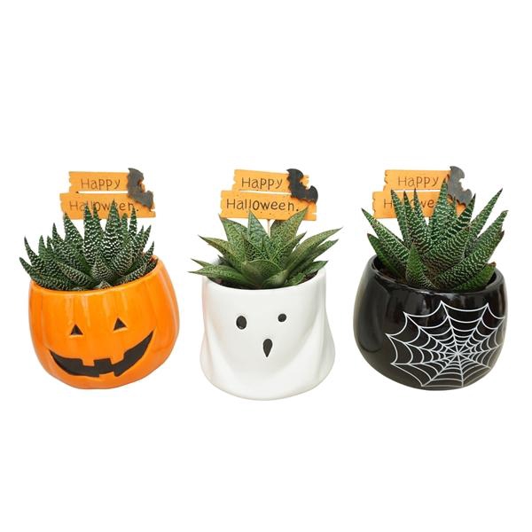 Aloe gemengd