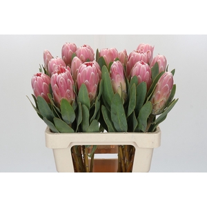 Protea Penny Pink