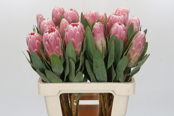 <h4>Protea Penny Pink</h4>