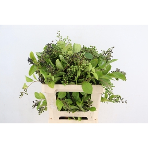 LIGU OVA WINTE JEWEL 60CM