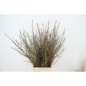 ABRIKOZENBLOESEM PER STEM 100CM