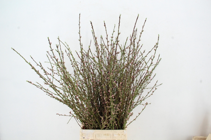 <h4>ABRIKOZENBLOESEM PER STEM 100CM</h4>