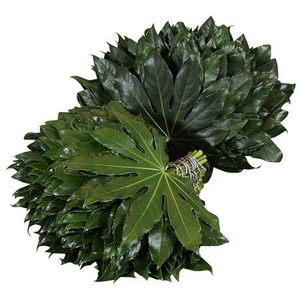 ARALIA 60 CM BROWN BOX