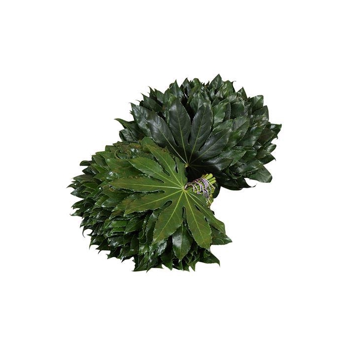 <h4>ARALIA 60 CM BROWN BOX</h4>