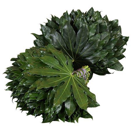 ARALIA 70 CM BROWN BOX