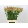 Nerine Vesta K