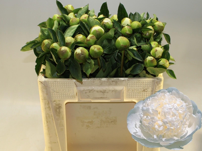 <h4>PAEO L BRIDAL GOWN</h4>