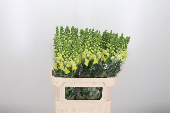 <h4>Antirrhinum Op Yellow</h4>