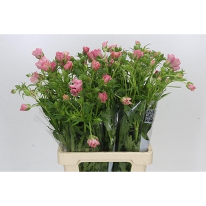 Ranunculus Butterfly Isis