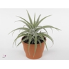 Tillandsia xerographica 'Silver B'
