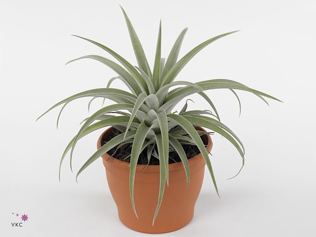 Tillandsia xerographica 'Silver B'