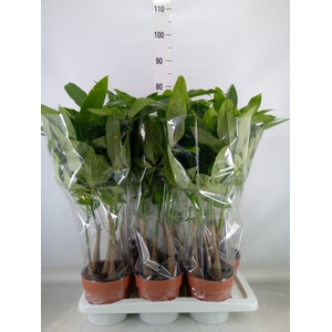 Pachira aquatica