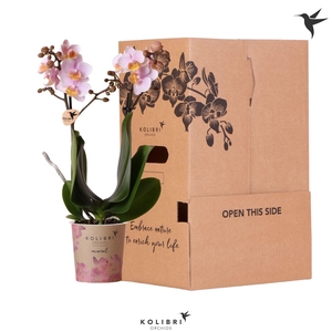 Kolibri Orchids Phalaenopsis Pink 2 spike no sleeve