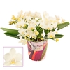 Phalaenopsis Table Whitney 4+ tak (Scenza)