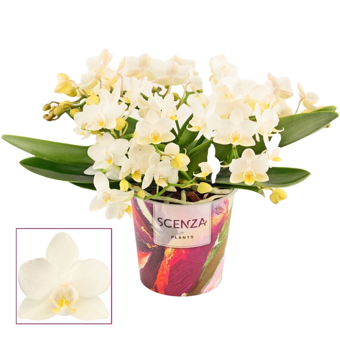 <h4>Phalaenopsis Table Whitney 4+ tak (Scenza)</h4>