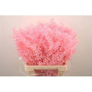 Ruscus. Light Pink Per Stem
