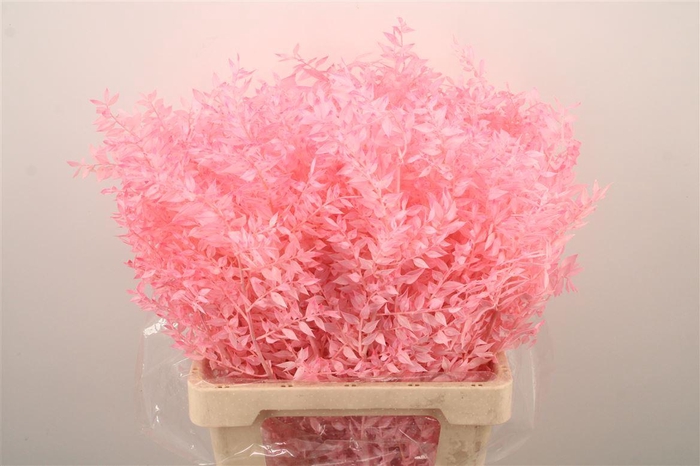 <h4>Ruscus. Light Pink Per Stem</h4>
