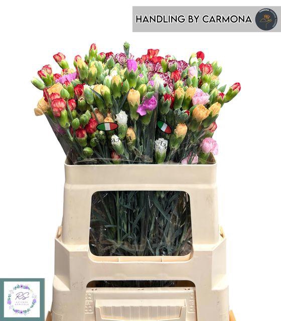 <h4>DI TR GEM IN BOS</h4>