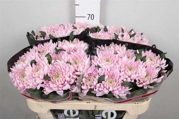 <h4>Chr G Rossanno</h4>