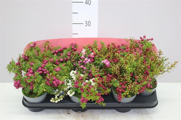 <h4>Pernettya Gemengd</h4>