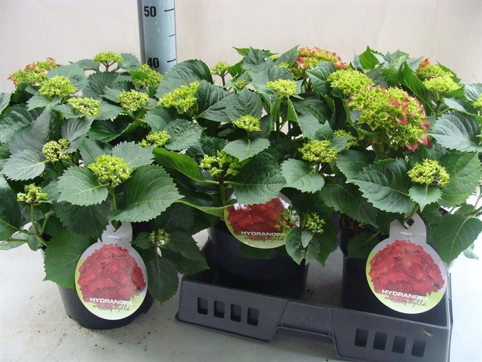 <h4>Hydrangea mac.</h4>