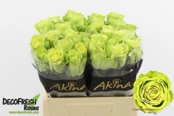 <h4>R GR GREEN GENERATIO</h4>