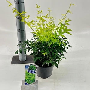 Nandina domestica Lemon & Lime ('Lemlim'PBR)