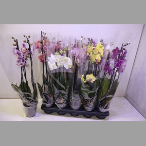 Phal Gem 5 Kl