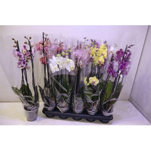 Phal Gem 5 Kl