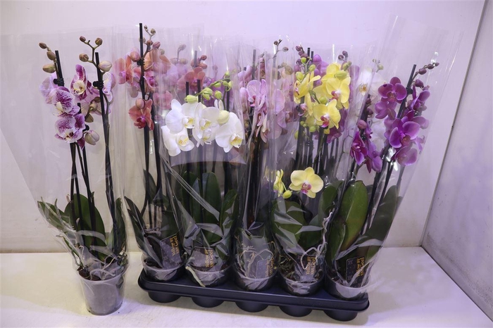 <h4>Phal Gem 5 Kl</h4>