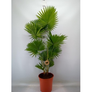 Livistona rotundifolia