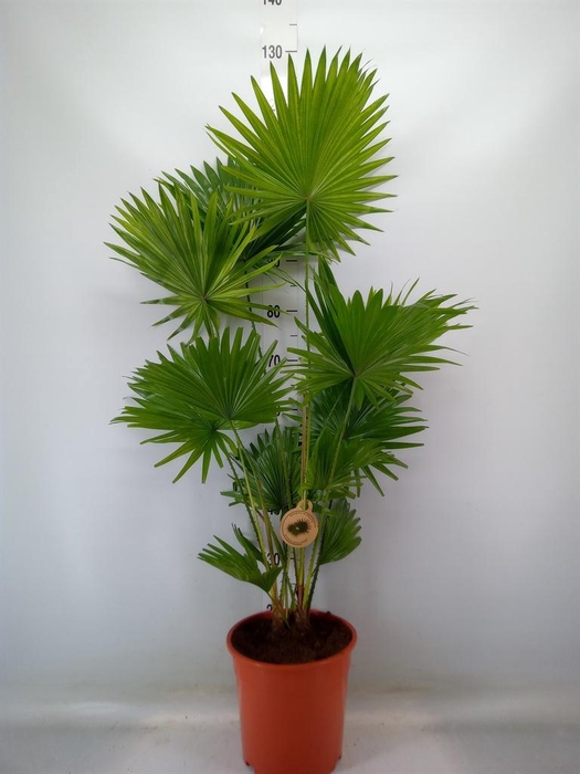 <h4>Livistona rotundifolia</h4>