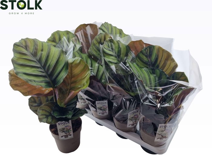 <h4>CALAT FASCIATA</h4>