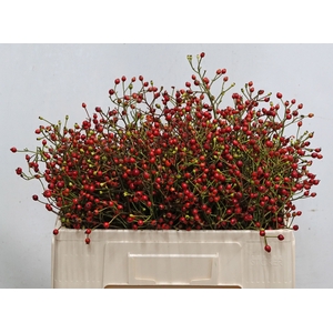 ROSA F AUTUMN FLUSH