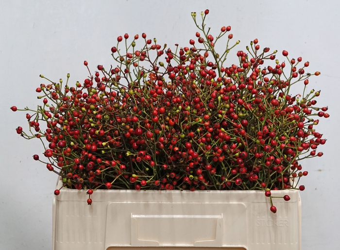 <h4>ROSA F AUTUMN FLUSH</h4>