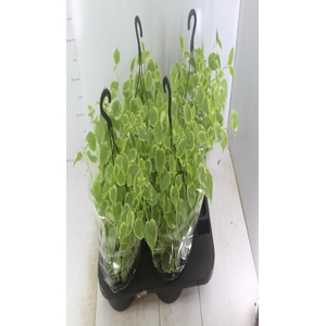 PEPEROMIA SCANDENS C21