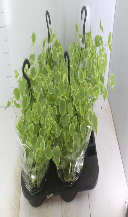 <h4>PEPEROMIA SCANDENS C21</h4>