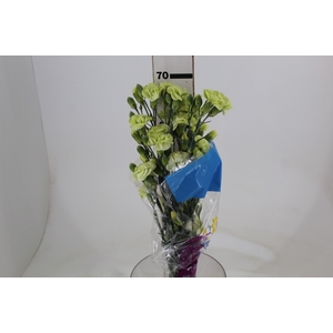 CRAVO SPRAY JADE 070 CM