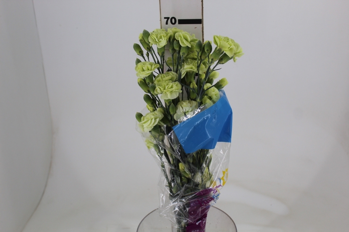 <h4>CRAVO SPRAY JADE 070 CM</h4>