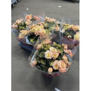 !! PROMO !! BEGONIA HAILEY GOLD GLITTER
