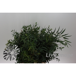 Leaf eucalyptus parvifolia per bunch