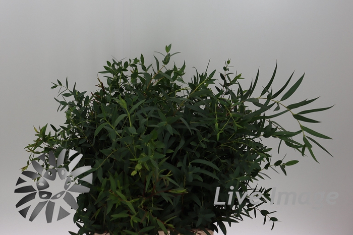<h4>Leaf eucalyptus parvifolia per bunch</h4>
