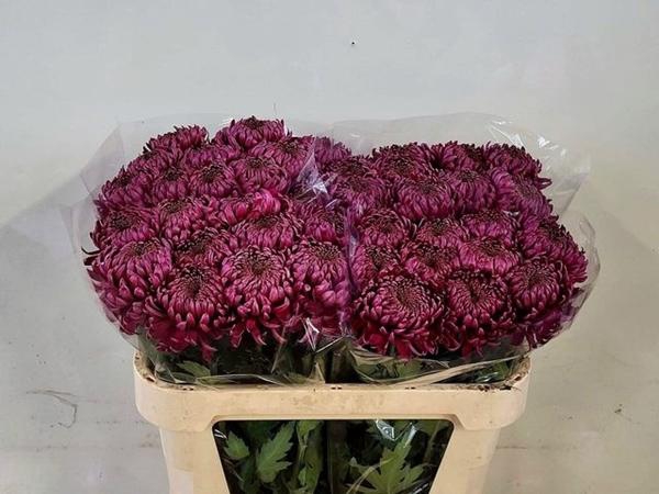 <h4>CHR G BISLET PURPLE</h4>