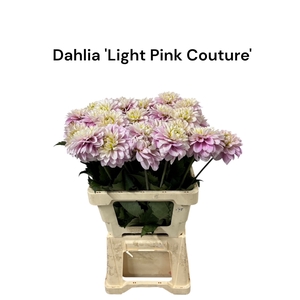 Dahlia 'Light Pink Couture' 996
