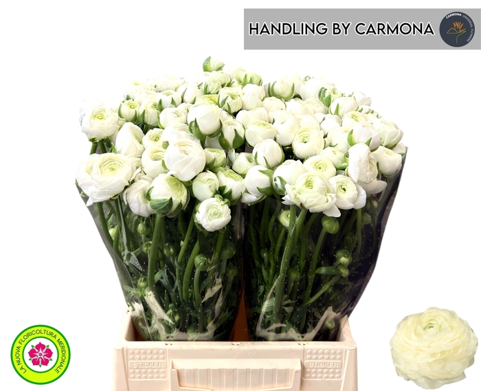 <h4>RAN EL WHITE</h4>