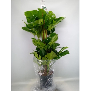 Monstera pertusum