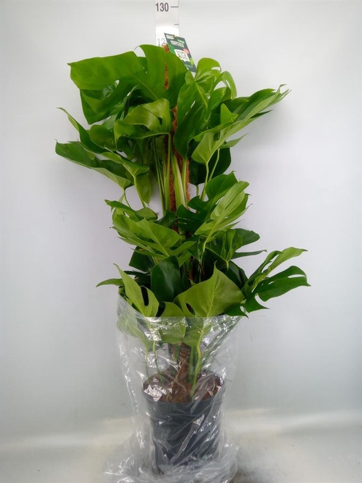 <h4>Monstera pertusum</h4>