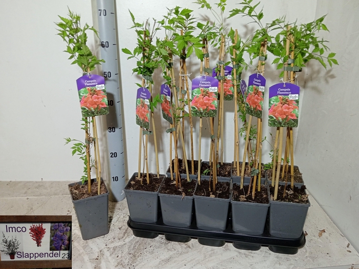 <h4>CAMPS RA FLAMENCO</h4>