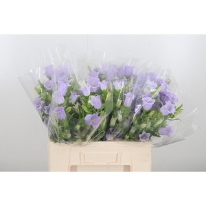 Campanula Cham Lavender